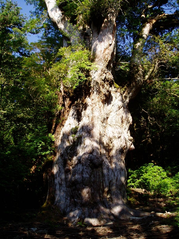 【花巻空港発】 《登山》世界遺産屋久島・感動の縄文杉登山3日間*1